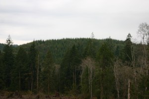 Overlook of City of Montesano's Forest