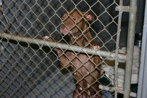 Lewis County Animal Shelter, Washington State